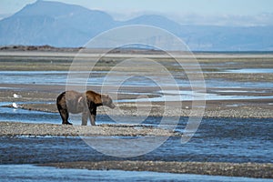 Wounded injured Alaskan Coastal Brown Bear grizzly