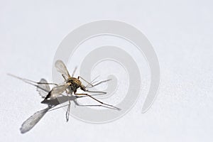 Wounded mosquito creeps from danger on a white background close-up, copy space