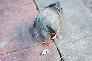 Wounded one leg pigeon walking on path beside street