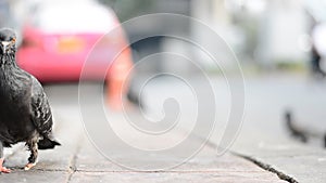 wounded one leg pigeon walking on path beside street