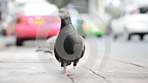 Wounded one leg pigeon walking on path beside street