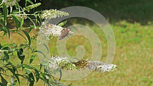 Wounded Peacock butterfly sits on White Profusion