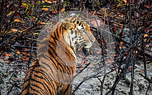 Wounded royal Bengal tiger of Sundarban