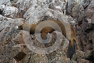 Wounded Sea Lion on a rock