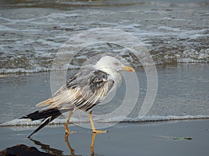 A wounded seagull cannot take off