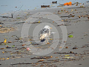 A wounded seagull among the trash on the Indian coast