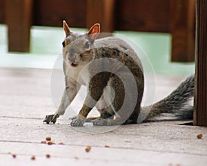 Wounded Squirrel