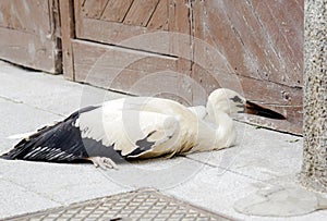 Wounded stork on the ground of a city street.