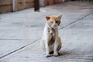 Wounded street cat