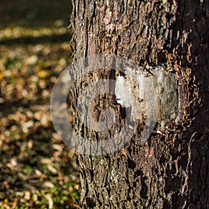 Wounded tree in local park