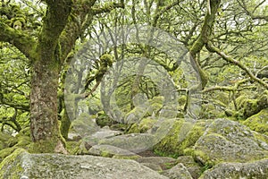 Wounded trees covered with moss in fairytale wistman& x27;s forest