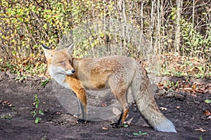 Wounded Vixen Looking Aside