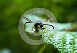 Wounded Wasp