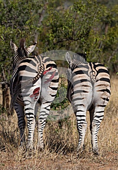 Wounded zebra standing together