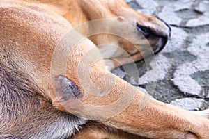 Wounds on the legs of brown dog