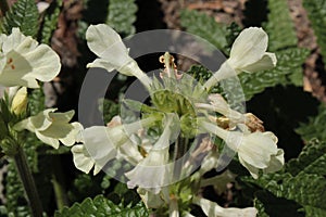 `Woundwort` flowers -  Stachys Discolor