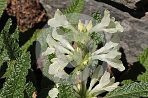 `Woundwort` flowers -  Stachys Discolor