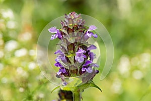 Woundwort prunella vulgaris flower