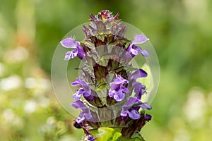 Woundwort prunella vulgaris flower