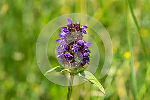 Woundwort prunella vulgaris flower