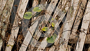 Woven bamboo, retaining the soil of the rice fields so as not to erode