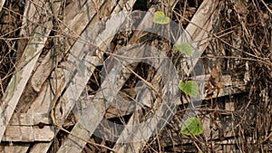 Woven bamboo, retaining the soil of the rice fields so as not to erode