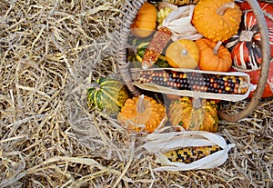 Woven basket of Thanksgiving gourds and squash with flint corn