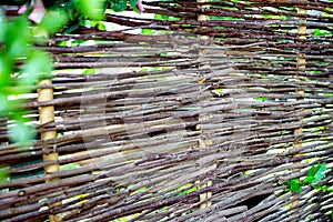 Woven willow fence, twined bindweed against a background of green grass