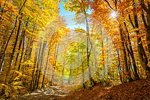 Wow Autumn forest background with real sun and vibrant leaves