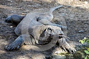 Komodo dragon, Komodo National Park, World Heritage Site