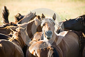 Wrangle in the field