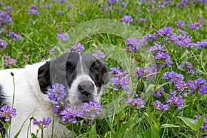 Wrangler dog resting among blooming wildflower and grass after a long journey into the mountain