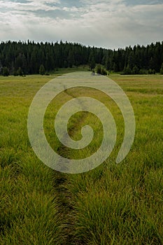 Wrangler Lake Trail Cuts A Faint Path Through Meadow