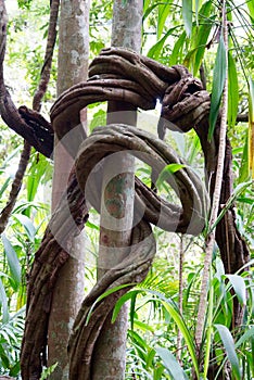 Wrangling liane knot photo