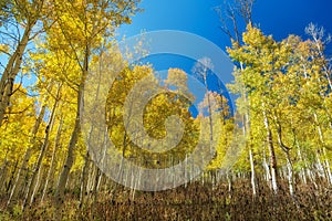 Wrap Around Aspens