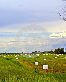 Wrapped Bales of Hay in field