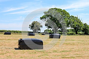 Wrapped hay bales