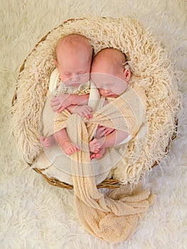Wrapped identical twins