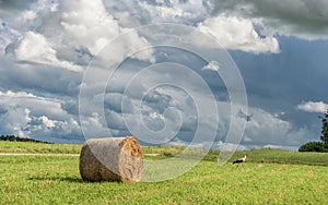 Wrapped Round Brown Hay Bales Field. Rural Area. Landscape. Stork is walking