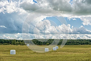 Wrapped Round White Hay Bales Field. Rural Area. Landscape and Nature