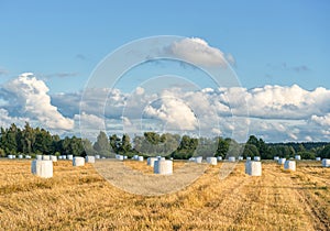 Wrapped Round White Hay Bales Field. Rural Area. Landscape and Nature