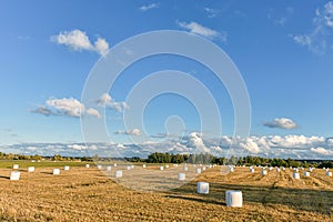 Wrapped Round White Hay Bales Field. Rural Area. Landscape and Nature