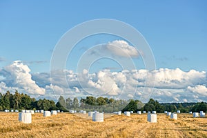 Wrapped Round White Hay Bales Field. Rural Area. Landscape and Nature