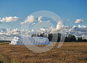 Wrapped Round White Hay Bales Field. Rural Area. Landscape and Nature