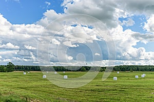 Wrapped Round White Hay Bales Field. Rural Area. Landscape and Nature in Lithuania