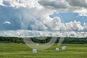 Wrapped Round White Hay Bales Field. Rural Area. Landscape and Nature in Lithuania