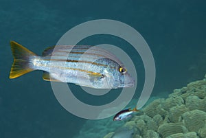 Wrasse photo