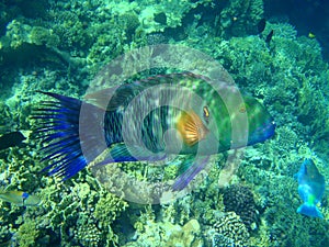 wrasse fish in egypt, Cheilinus lunulatus, egypt