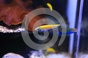 Wrasse fish photo