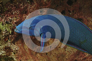 Wrasse, Perhentian Island, Terengganu photo